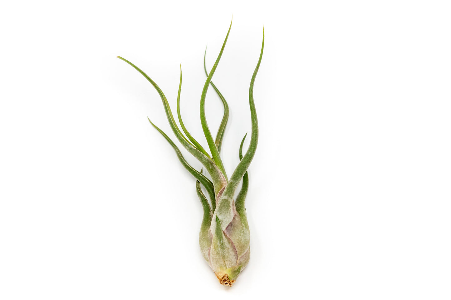 SALE - The Elegant Collection of Tillandsia Air Plants - Set of 10, 20, or 30 - 60% Off