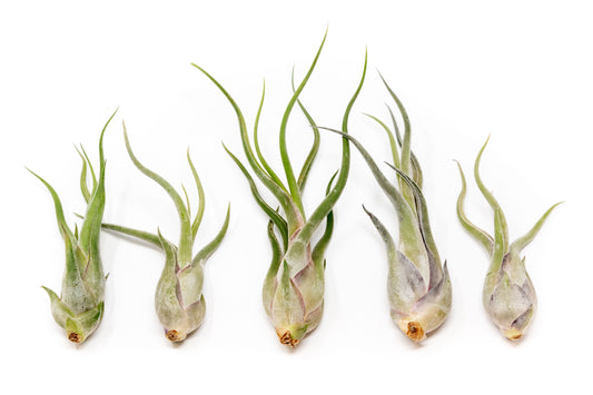 SALE - Tillandsia Caput Medusae Air Plants - Set of 10 or 20 - 70% Off