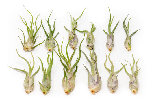 SALE - Tillandsia Caput Medusae Air Plants - Set of 10 or 20 - 70% Off