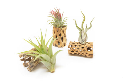 SALE - Natural Cholla Wood Containers with Assorted Tillandsia Air Plants - Set of 3 - 20% Off