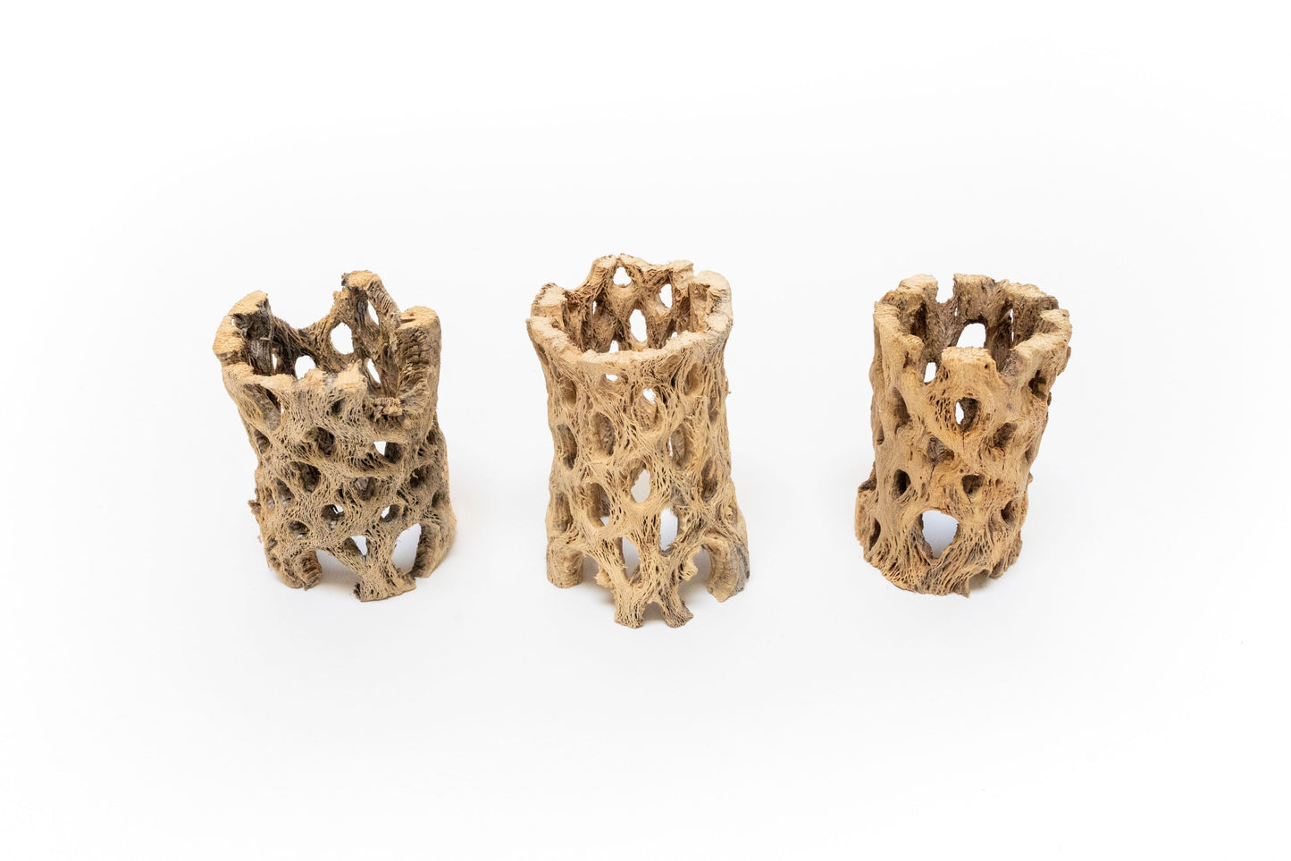 Natural Cholla Wood Container - 3 Inches Tall