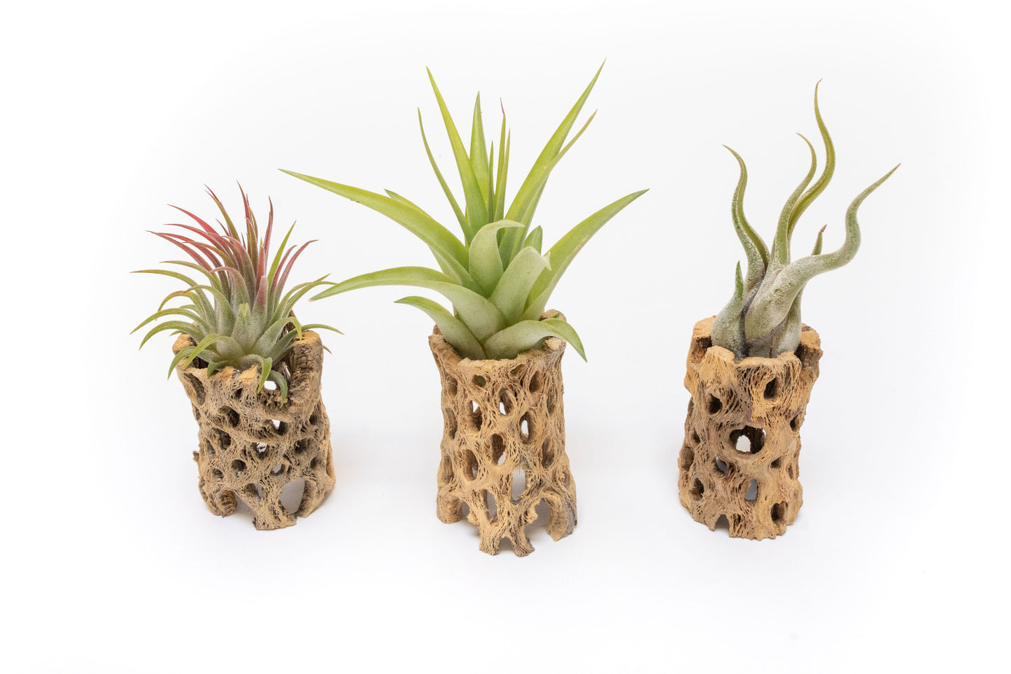 SALE - Natural Cholla Wood Containers with Assorted Tillandsia Air Plants - Set of 3 - 20% Off