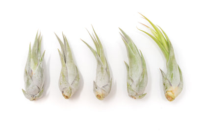 SALE - Tillandsia Circinata 'Paucifolia' Air Plants - Set of 10, 20, or 30 - 60% Off