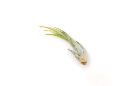 SALE - Tillandsia Circinata 'Paucifolia' Air Plants - Set of 10, 20, or 30 - 60% Off