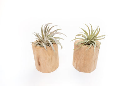 Gift Wrapped Set of 2 Large Driftwood Containers with Assorted Tillandsia Air Plants