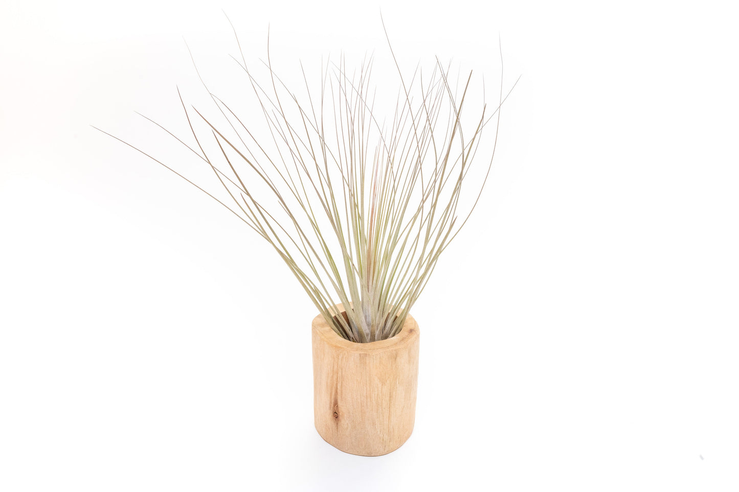 Large Driftwood Container - Choose Your Custom Tillandsia Air Plant