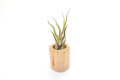 Large Driftwood Container - Choose Your Custom Tillandsia Air Plant