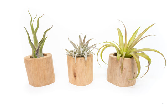 Set of 3 Large Driftwood Containers with Custom Tillandsia Air Plants