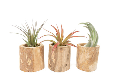 Driftwood Tillandsia Air Plant or Succulent Container