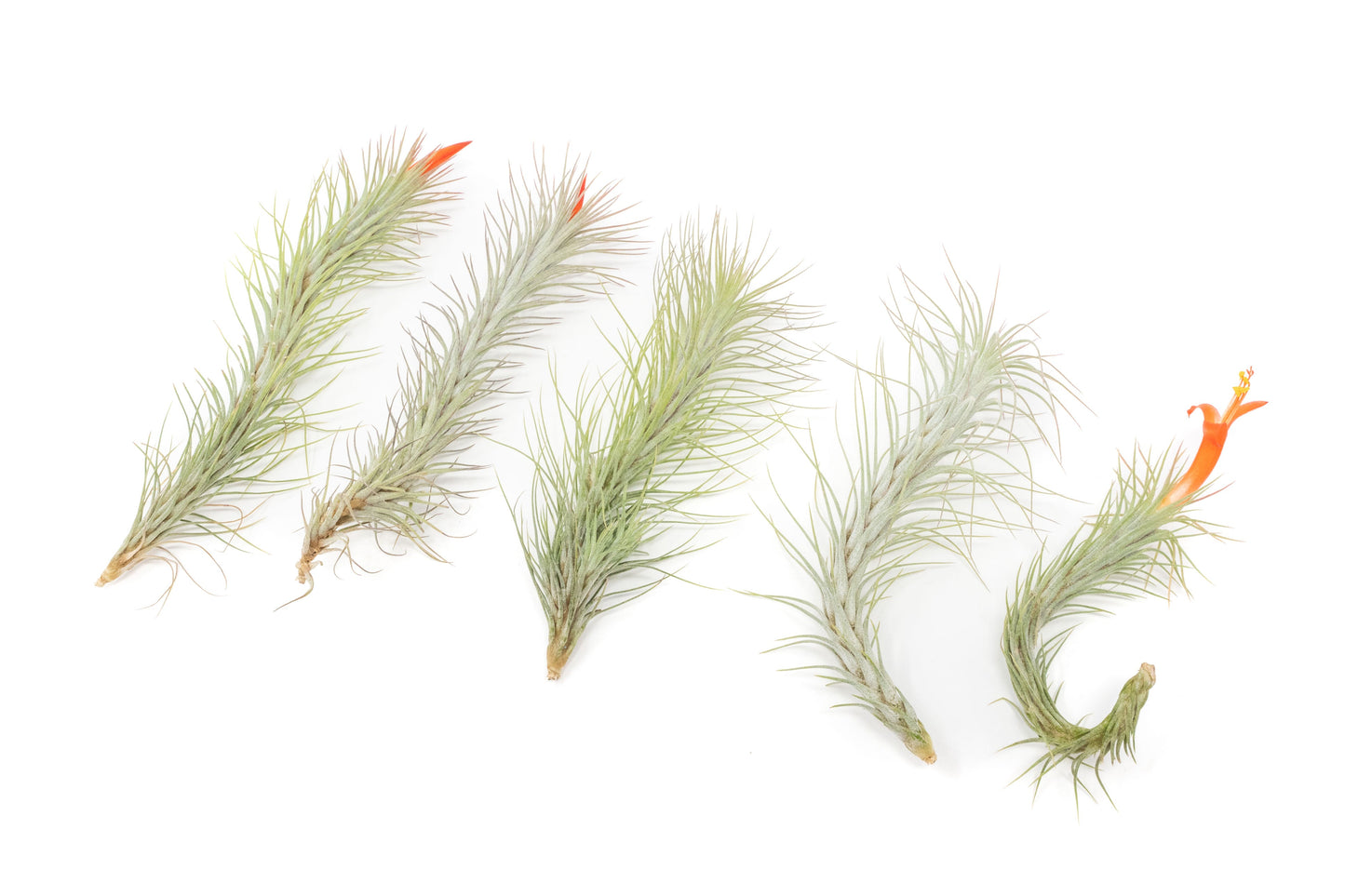 Tillandsia Funckiana Air Plants