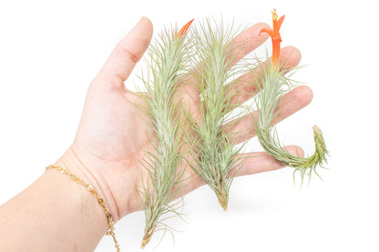 Tillandsia Funckiana Air Plants