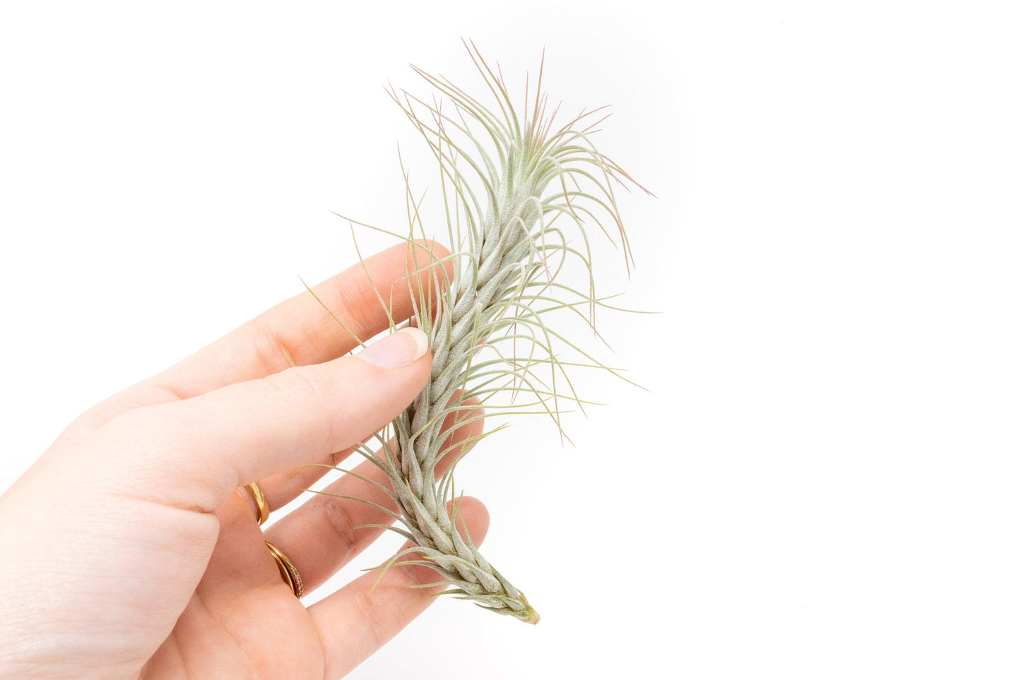 Tillandsia Funckiana Air Plants