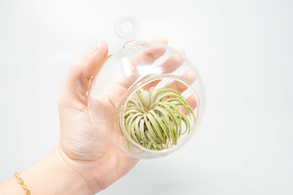 Hanging Round Bottom Glass Terrariums