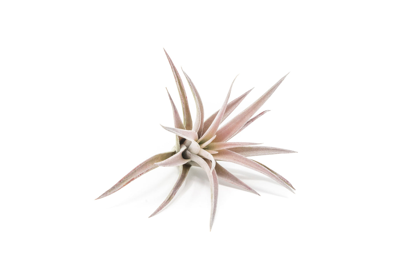 SALE - The Elegant Collection of Tillandsia Air Plants - Set of 10, 20, or 30 - 60% Off