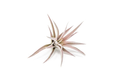 SALE - The Elegant Collection of Tillandsia Air Plants - Set of 10, 20, or 30 - 60% Off