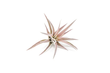 SALE - The Inca Collection of Tillandsia Air Plants - Sets of 9 or 18 - 30% Off