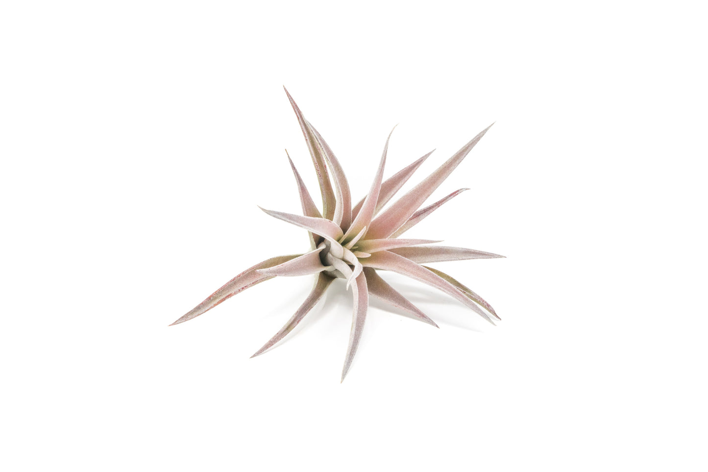 Tillandsia Harrisii Air Plants