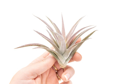 Tillandsia Harrisii Air Plants