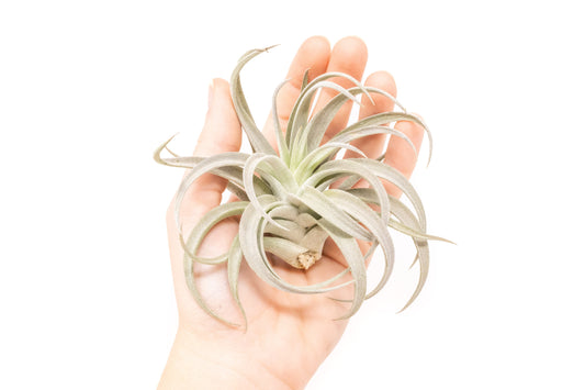 Large Tillandsia Harrisii Air Plants / 5-7 Inch Plants