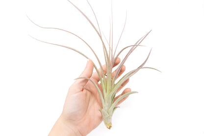 Tillandsia Heather's Blush Air Plant