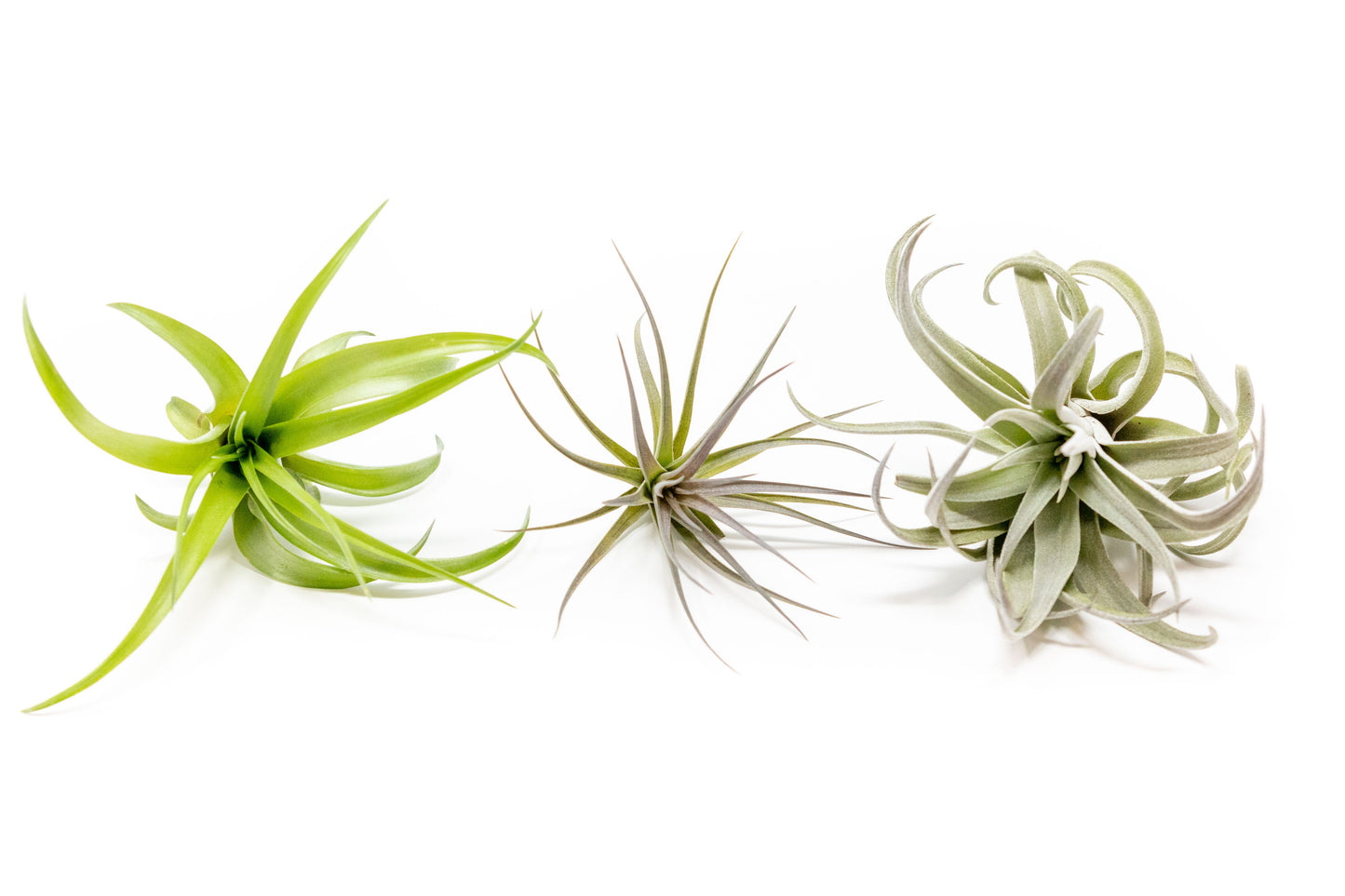 SALE - The Inca Collection of Tillandsia Air Plants - Sets of 9 or 18 - 30% Off