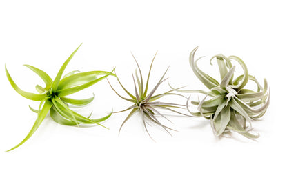 SALE - The Inca Collection of Tillandsia Air Plants - Sets of 9 or 18 - 30% Off