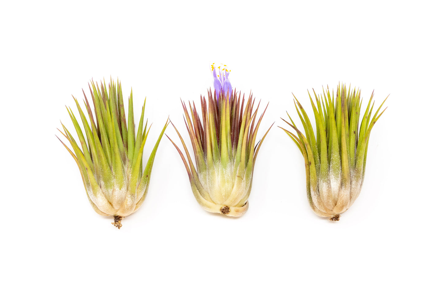 SALE - Tillandsia Ionantha Guatemala "Macho" Air Plants - Set of 5 or 10 - 30% Off