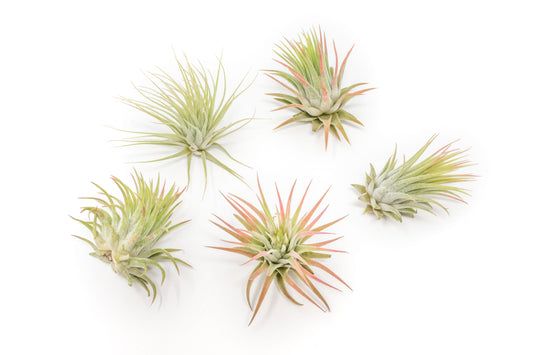 SALE - Tillandsia Ionantha Rubra Air Plants - Set of 10 or 20 - 40% Off