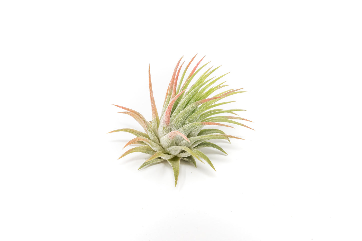 Tillandsia Ionantha Rubra Air Plants