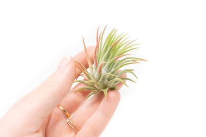 Tillandsia Ionantha Rubra Air Plants