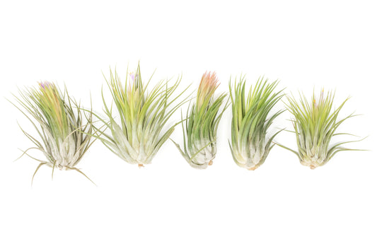 SALE - XL Tillandsia Ionantha Scaposa - Set of 5 or 10 - 30% Off