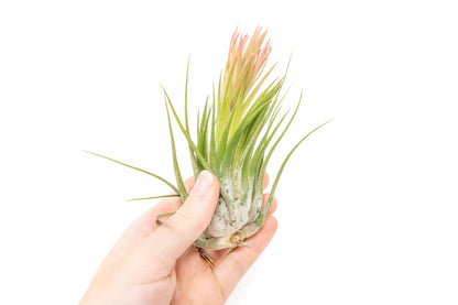 SALE - XL Tillandsia Ionantha Scaposa - Set of 5 or 10 - 30% Off