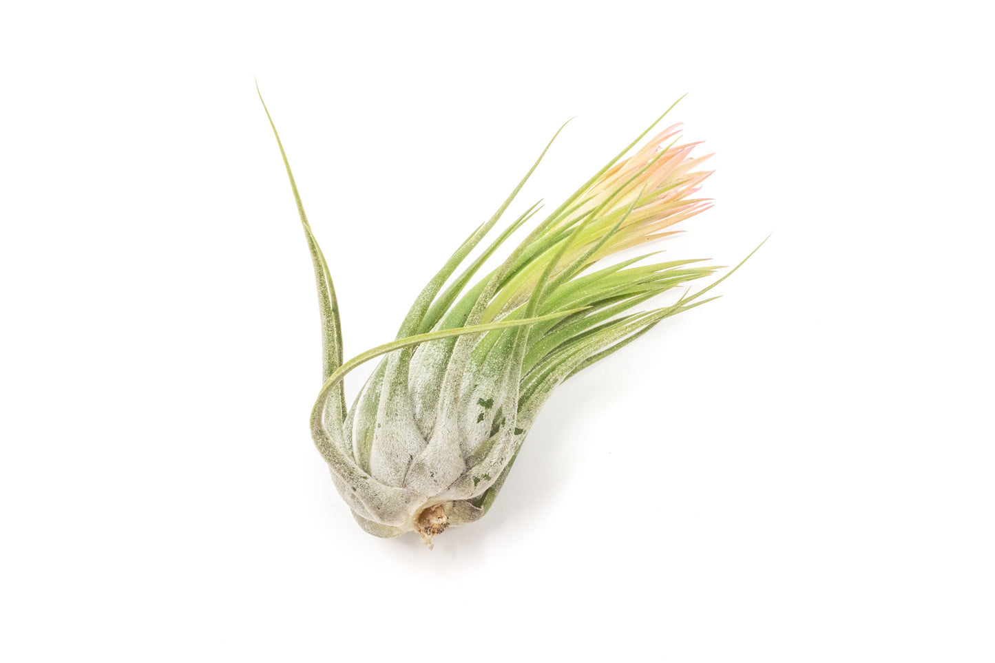 SALE - XL Tillandsia Ionantha Scaposa - Set of 5 or 10 - 30% Off