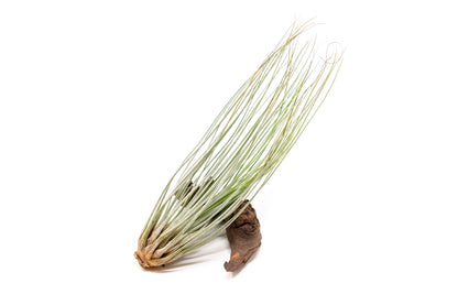 SALE - The Yucatan Collection of Tillandsia Air Plants - Set of 10 or 20 - 50% Off