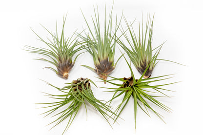 SALE - Tillandsia Melanocrater Tricolor Air Plants - Set of 10, 20 or 30 - 70% Off