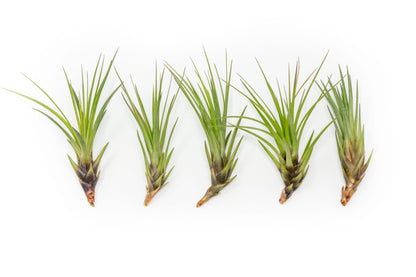 SALE - Tillandsia Melanocrater Tricolor Air Plants - Set of 10, 20 or 30 - 70% Off