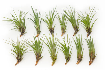 SALE - Tillandsia Melanocrater Tricolor Air Plants - Set of 10, 20 or 30 - 70% Off