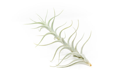 Tillandsia Albida 'Minor' Air Plant