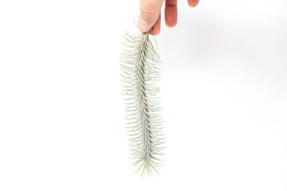 Tillandsia Funckiana v. Recurvifolia Air Plant