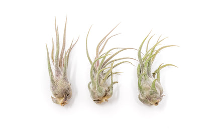 Tillandsia Pruinosa Air Plants