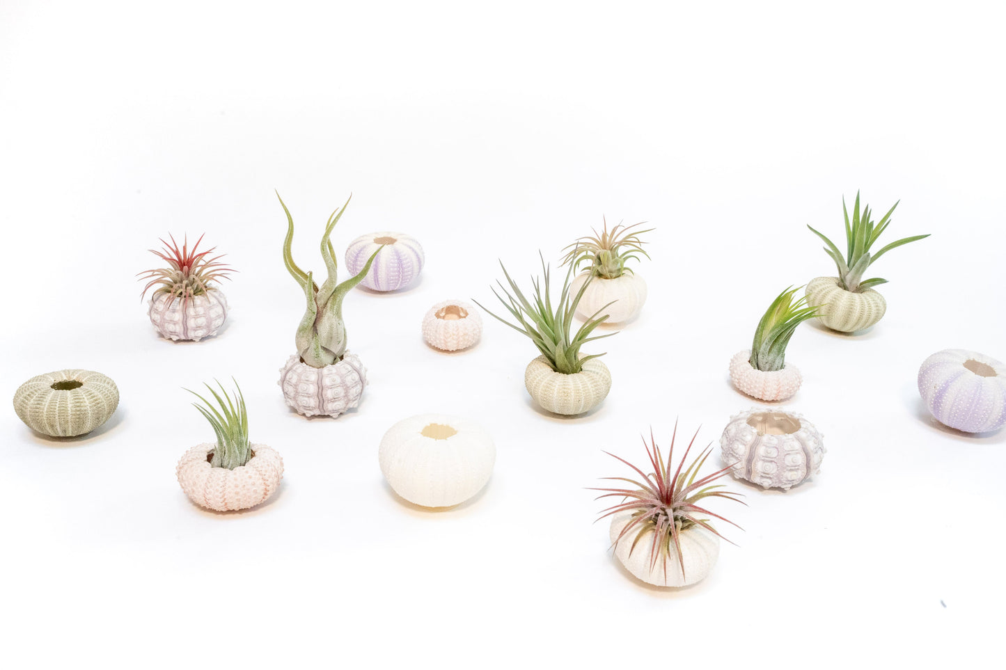 Pink Urchins with Tillandsia Air Plants