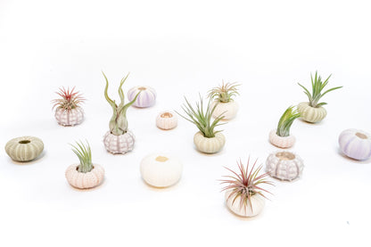 Purple Urchin with Tillandsia Air Plant - Set of 1, 3 or 5