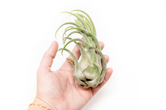 SALE - Tillandsia Seleriana Air Plants - Set of 5 or 10 - 50% Off