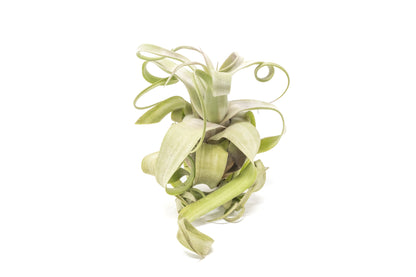 Tillandsia Streptophylla Air Plants  - Multiple Sizes