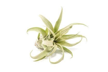 Tillandsia Streptophylla Air Plants  - Multiple Sizes