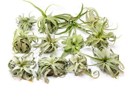 Tillandsia Streptophylla Air Plants  - Multiple Sizes