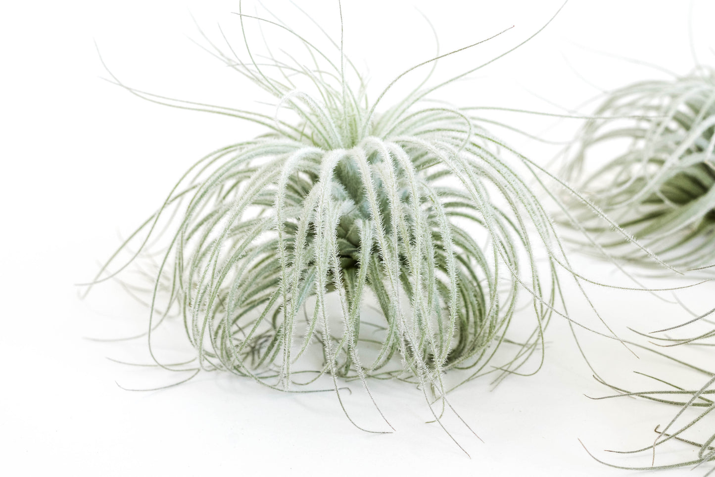 SALE - Tillandsia Tectorum Ecuador Air Plants - Set of 3, 6 or 9 - 25% Off