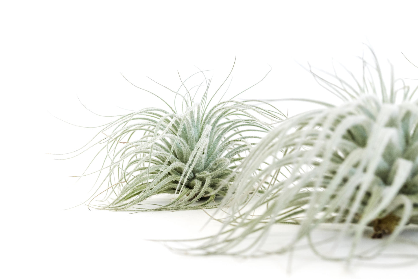 SALE - Tillandsia Tectorum Ecuador Air Plants - Set of 3, 6 or 9 - 25% Off