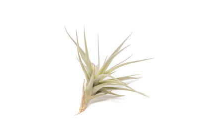 SALE - The Elegant Collection of Tillandsia Air Plants - Set of 10, 20, or 30 - 60% Off