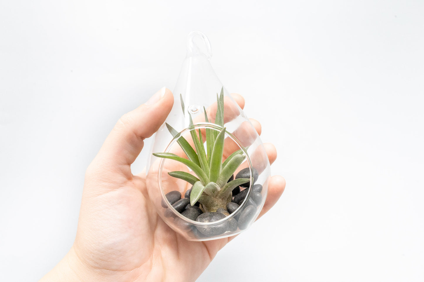 SALE - Set of 3 Red Hots Complete Teardrop Terrariums